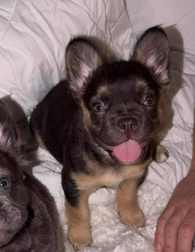 Fluffy French Bulldogs