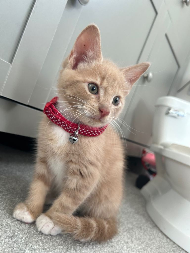 Kitten 