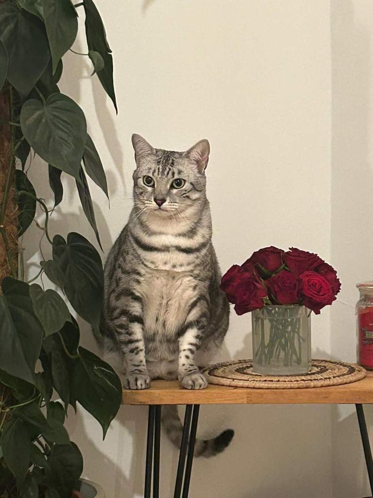 Good Boy Needs Rehoming