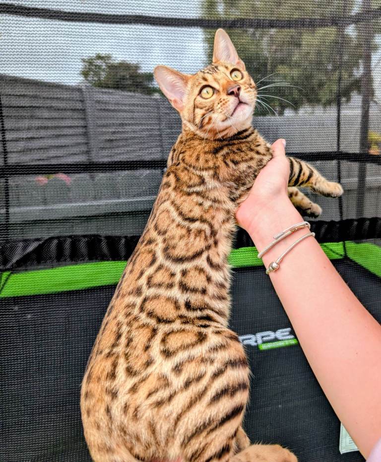 Pedigree Bengal kitten 