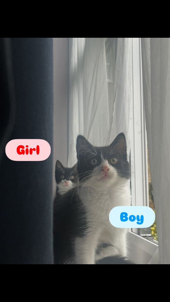 Kittens 