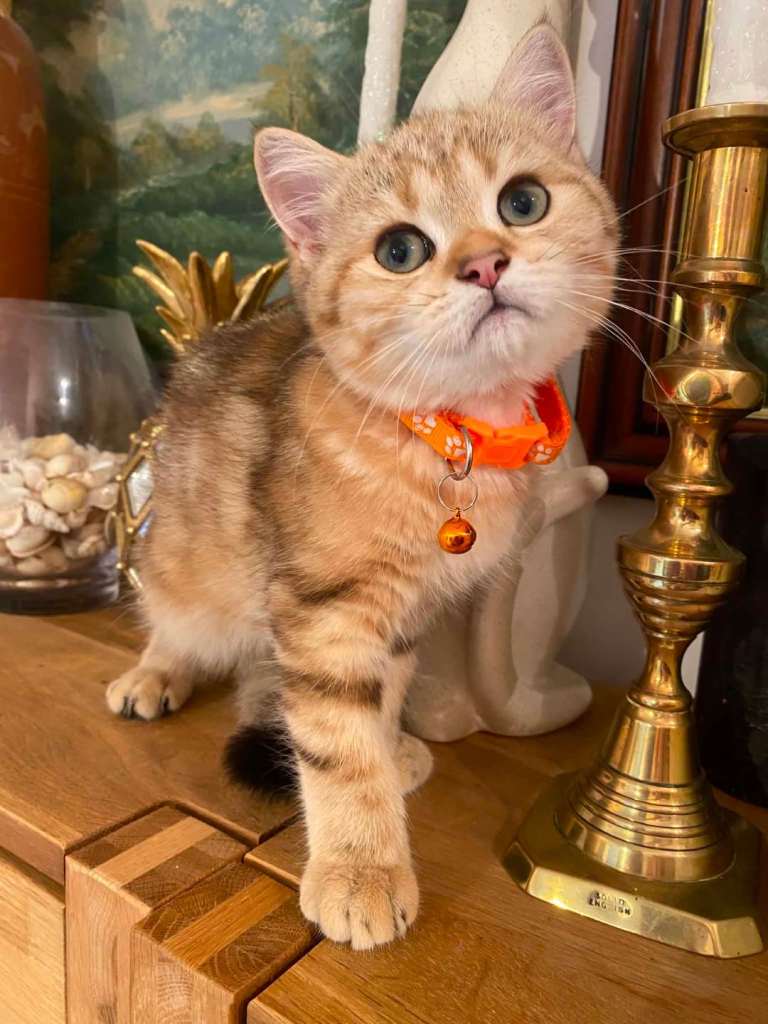 British shorthair kittens
