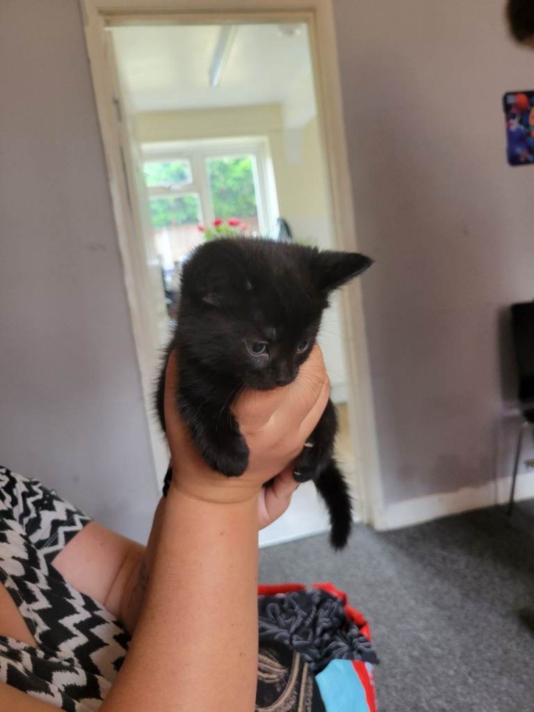 Kittens for sale
