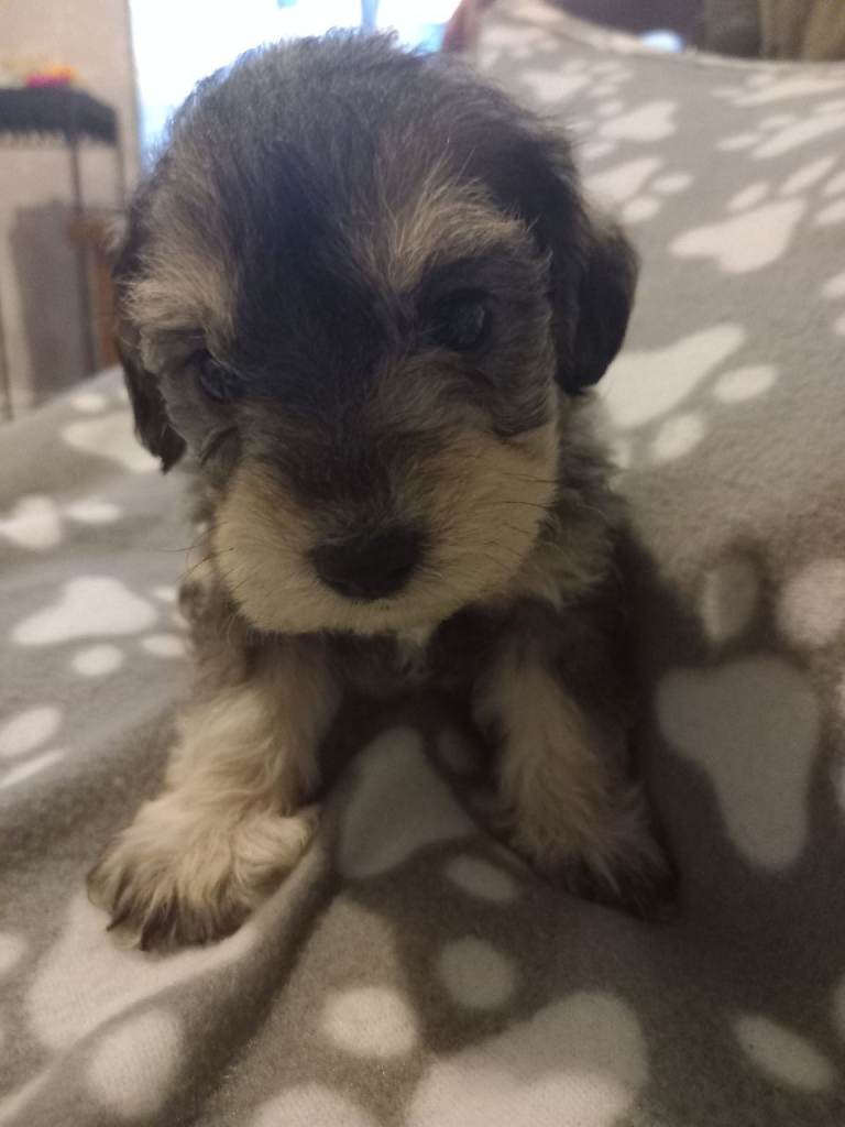 TOY SHNOODLES READY 21ST DEC