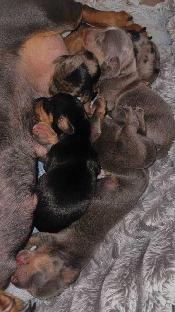 Miniature dachshund puppies