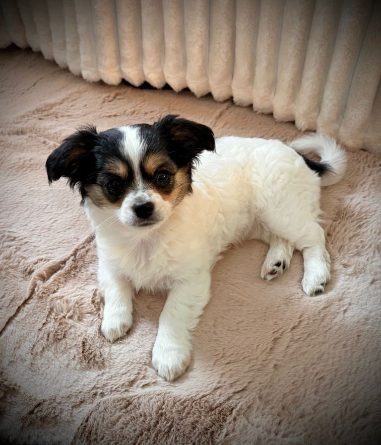 12 week old female chihuahua puppy