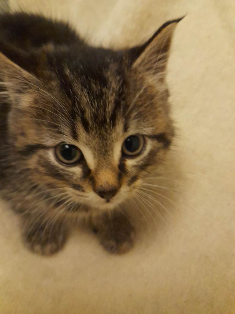 3 beautiful kittens for rehoming