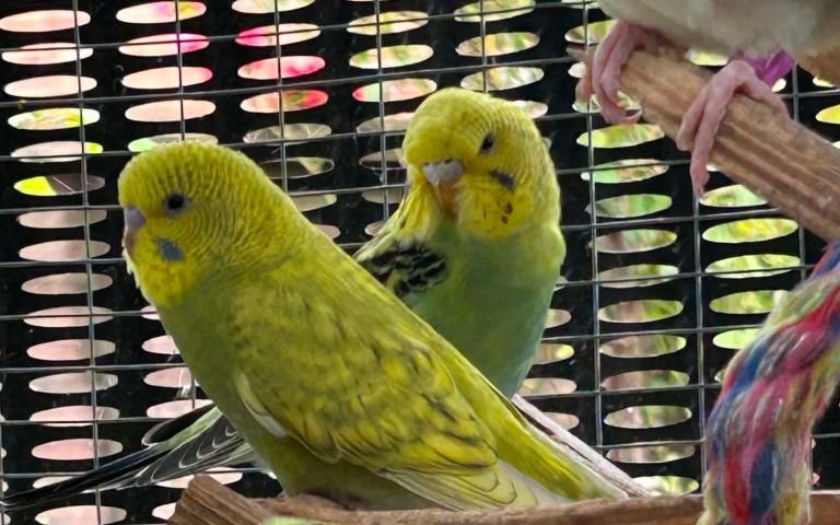 Budgies and cockatiel