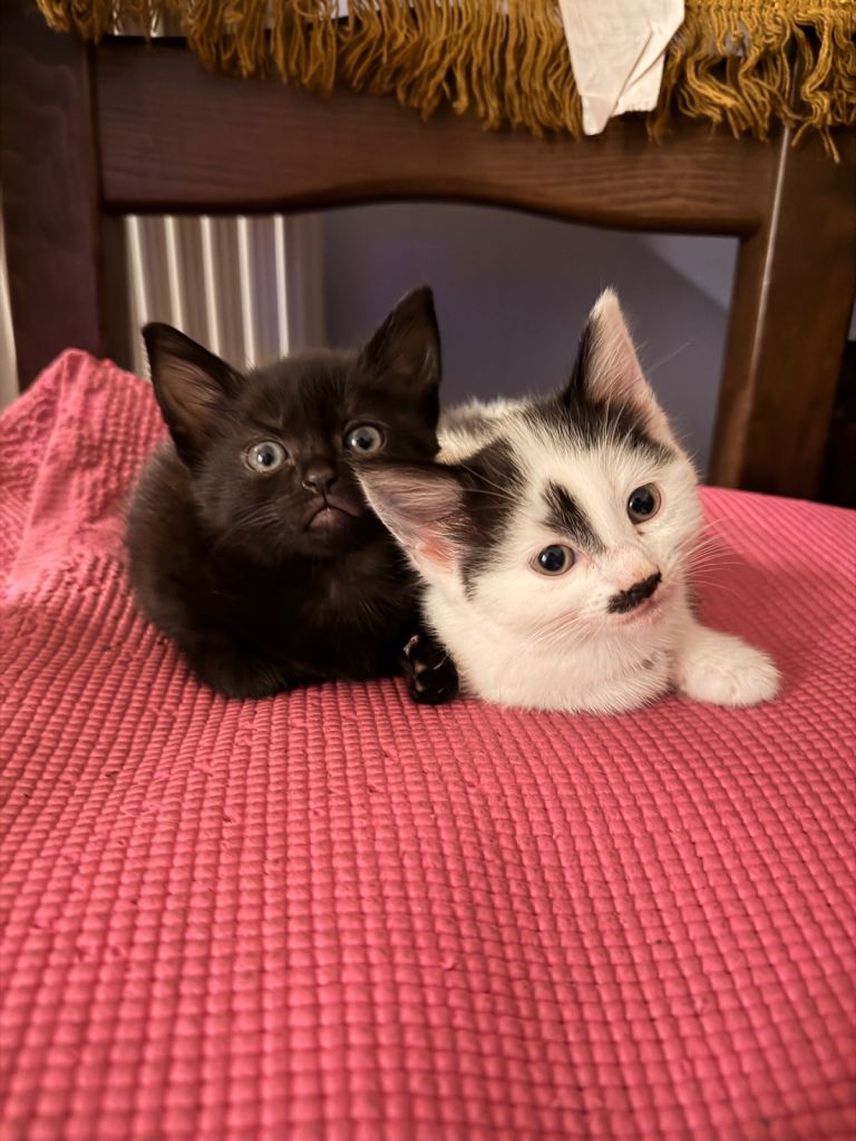 2 female kittens looking for a loving home 