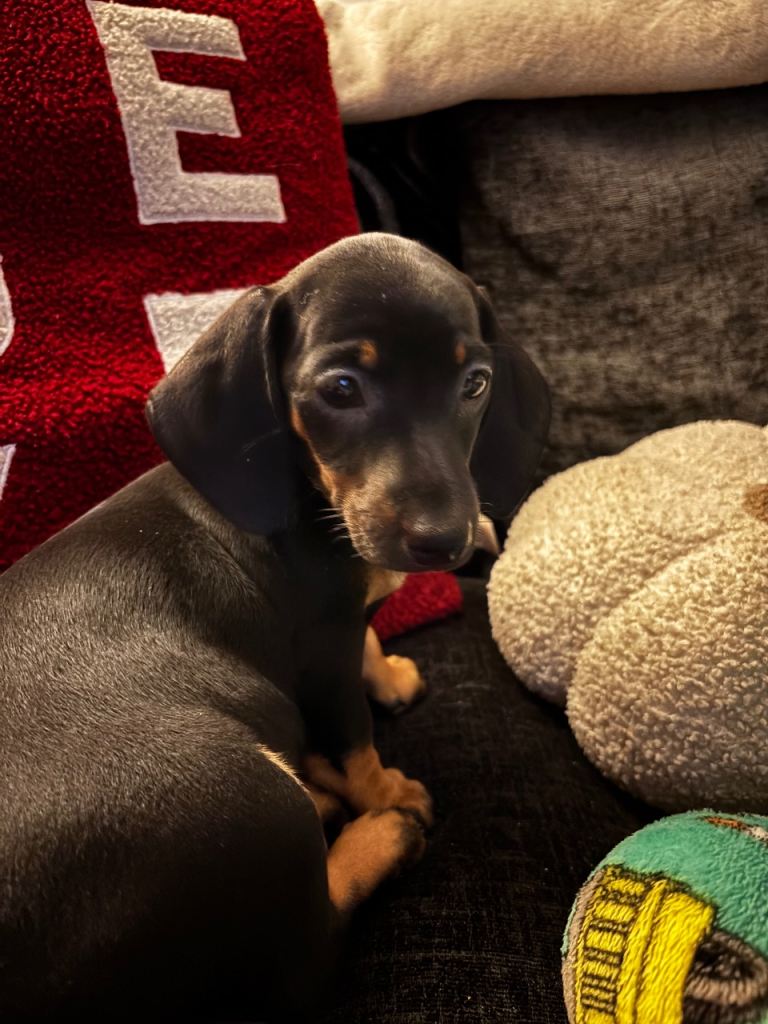 Female dachshund   