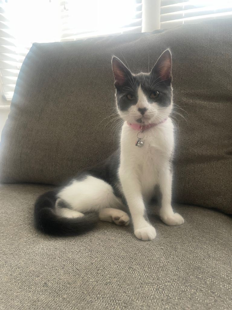 Mixed breed kittens 
