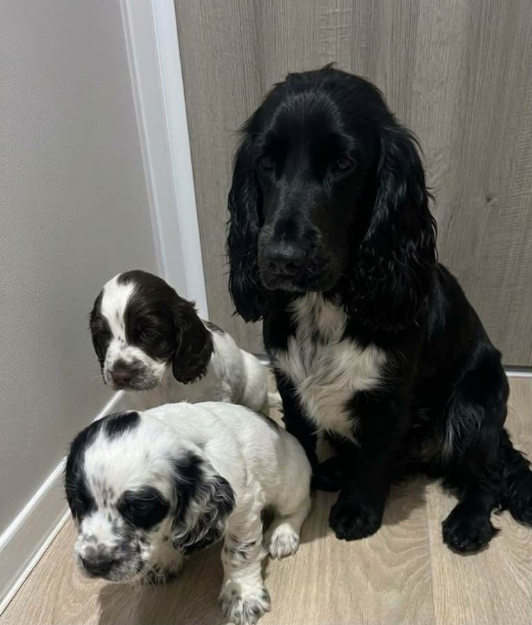 Gorgeous cocker spaniel puppies