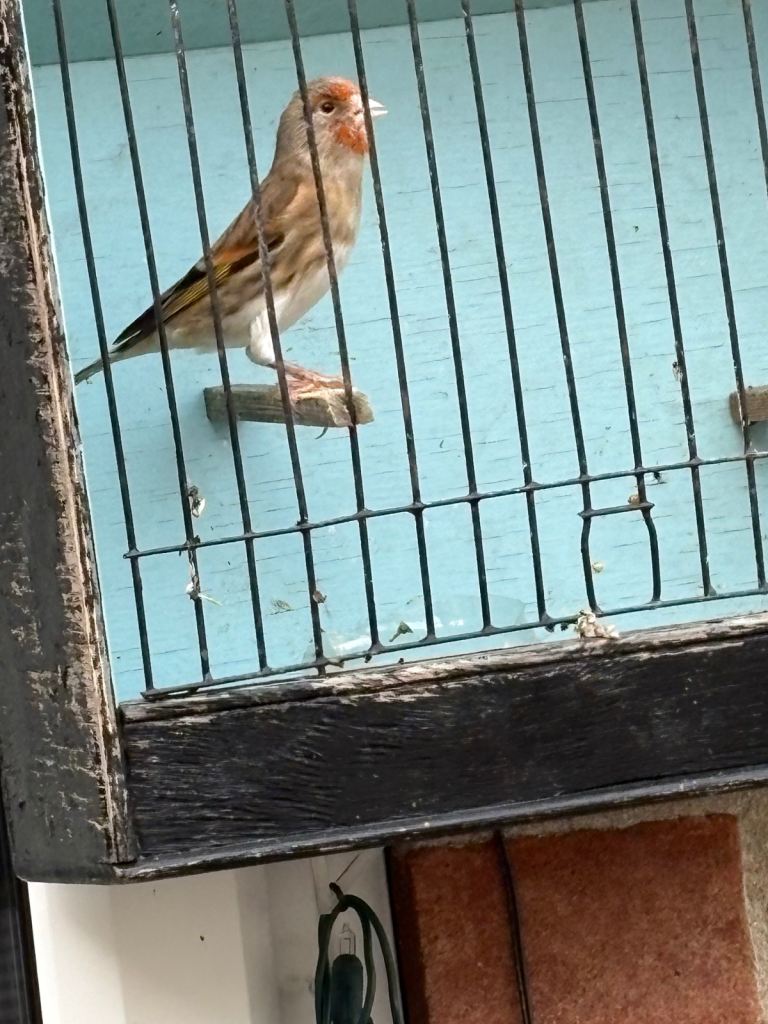 Goldfinch canaries 