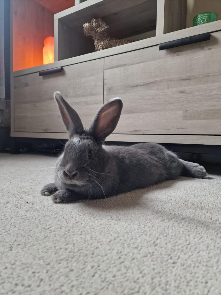 Rabbit and hutch 