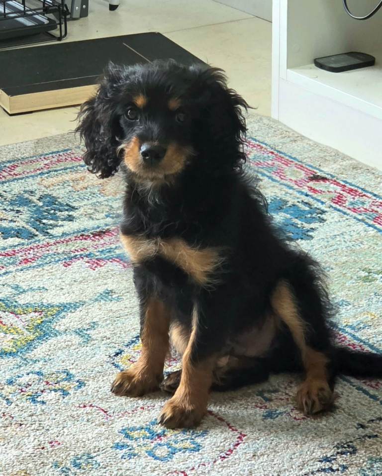 Cavapoo puppy 