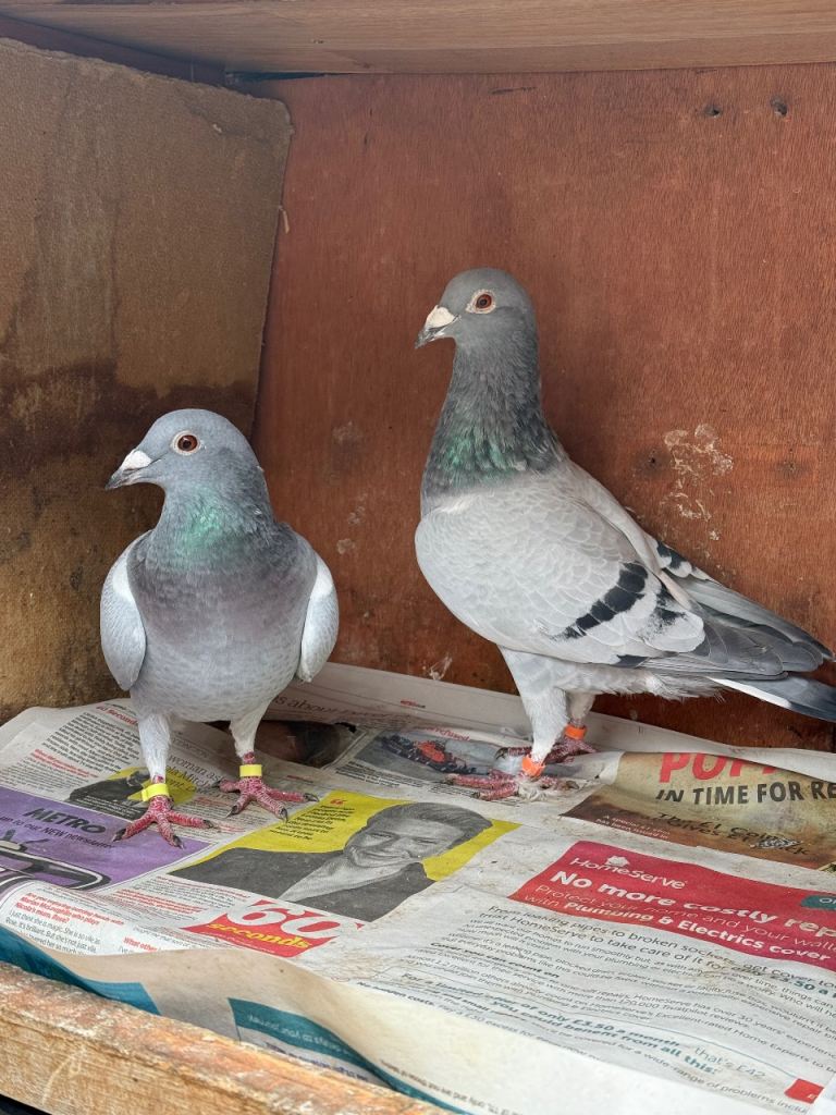 1 Pair Racer Pigeons & 3 Females Racing Afghani Pigeons, Pakistani High Flyer pigeon  for Sale 