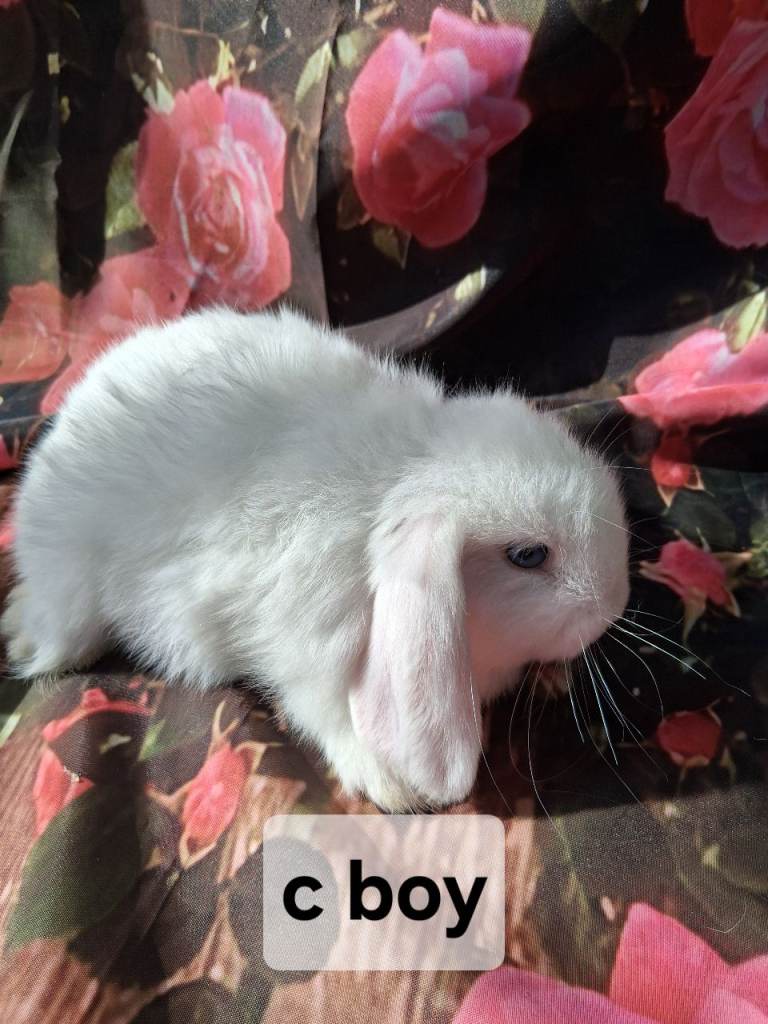 Mini lop rabbits