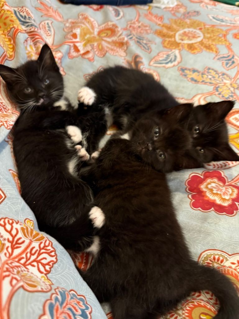 5 x 1/2 Maine coon kittens 