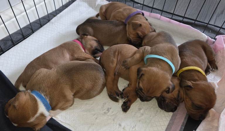 Staffy pups.