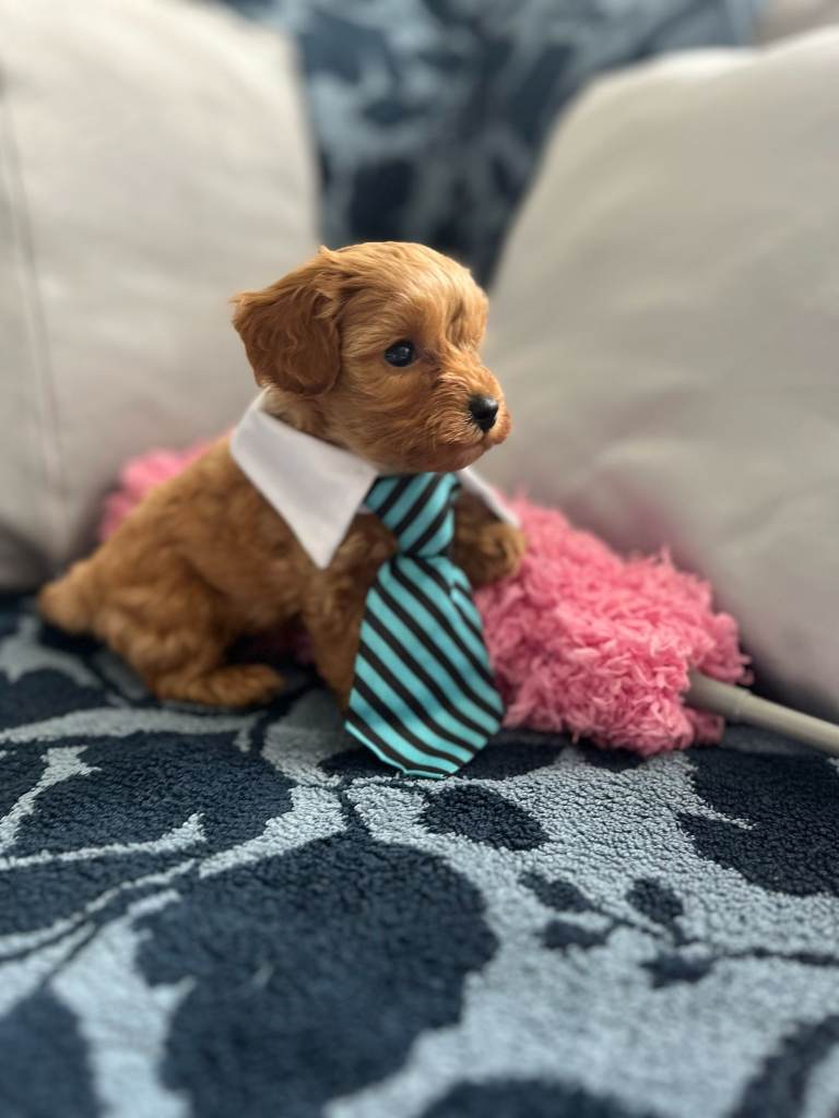 Rare Asian poodle x cavapoo