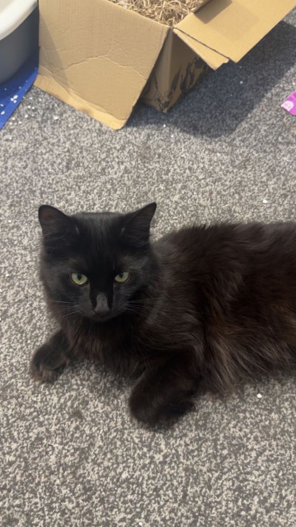 Cat finding a new forever home