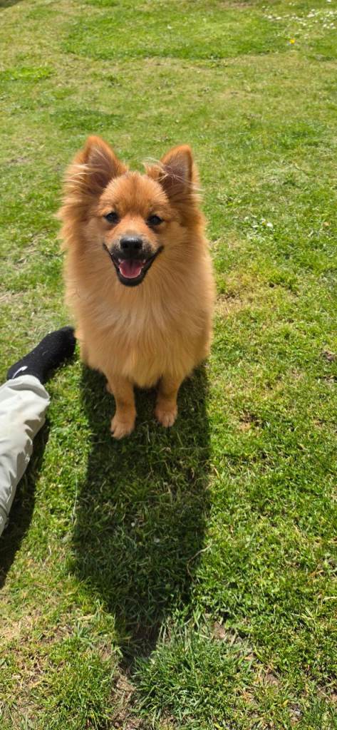 Pomeranian dog