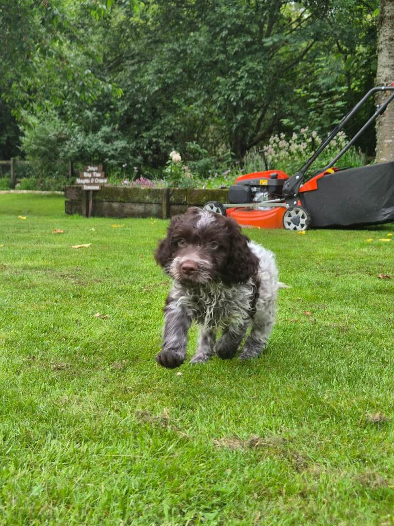 1 Boy Cocker Spaniel X Lagotto Romagnolo