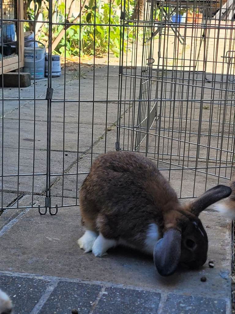 Beautiful Bunny Rabbits, good homes needed, 2 left! 