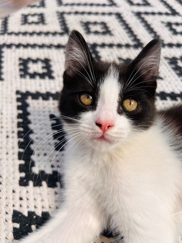 **MALE KITTEN FOR SALE**