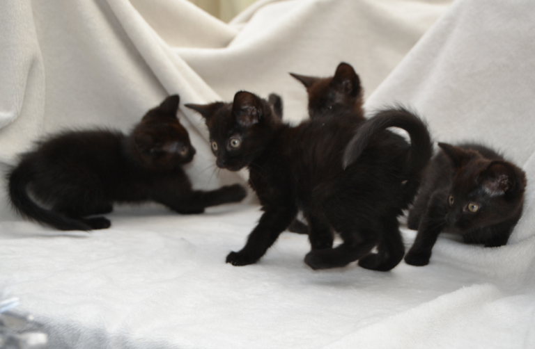 Gorgeous Bombay/Maine-Coon/Ragdoll Mix Kittens