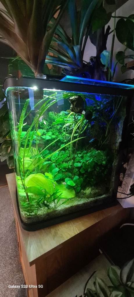 Fish tank 94L with  full set up + fishes and plants