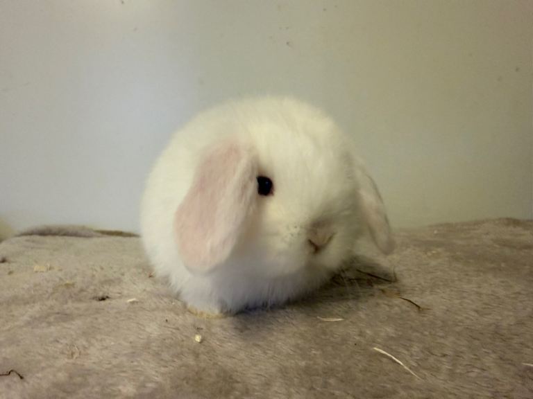 Pure breed mini lop rabbits for reserve 