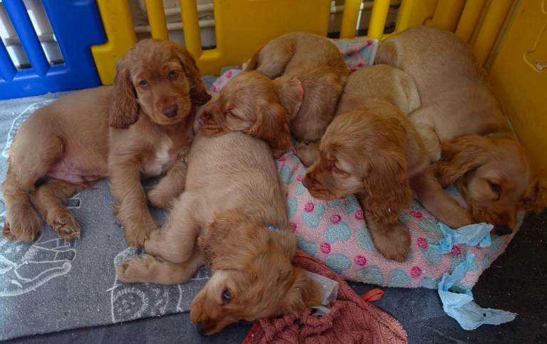 2 boys and 1 girl left 100% Cocker Spaniel puppies- litter of 6