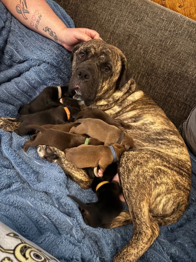 Cane corso x lab puppies