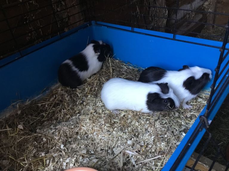 Baby males and adult females ready now 
