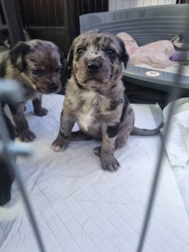 Rottweiler collies for sale
