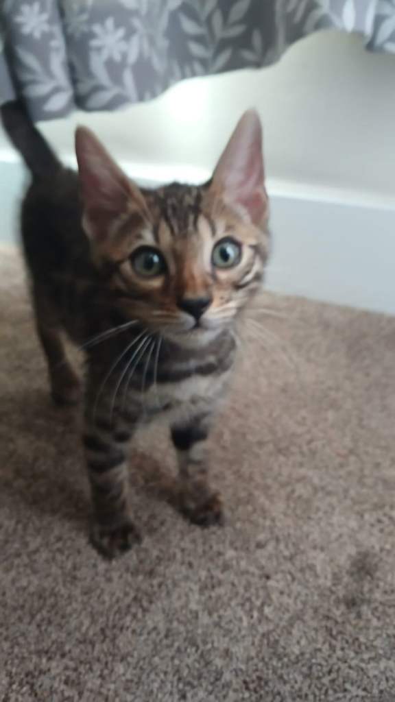 Bengal Kitten for sale 