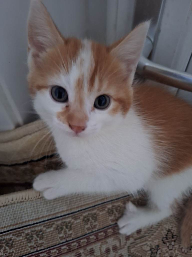 Cute ginger female kitty for sale