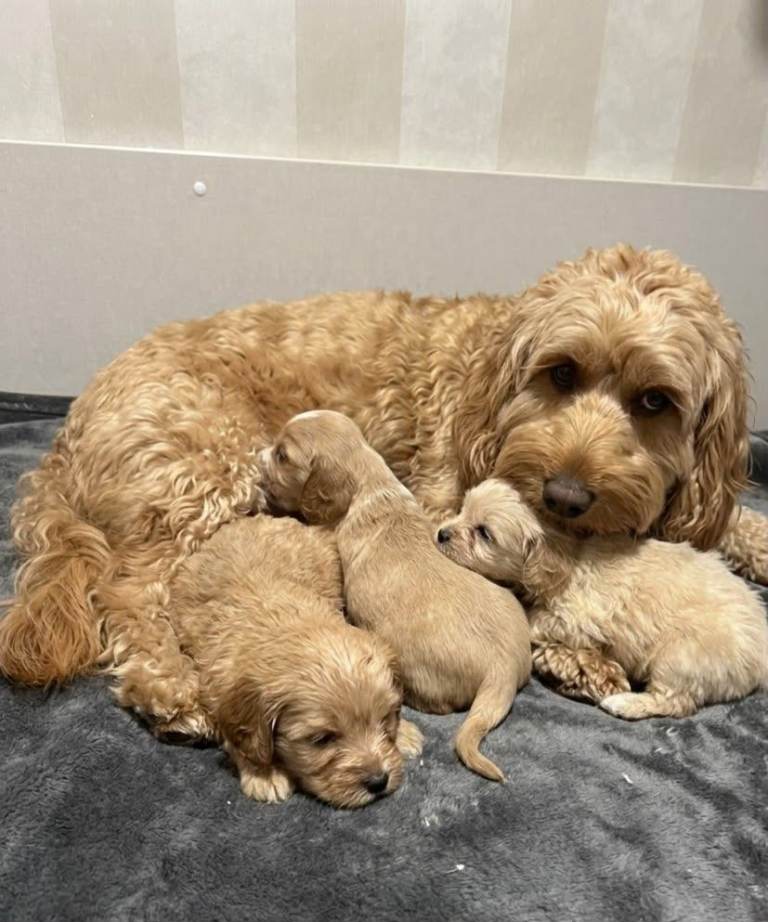 Beautiful cockapoo puppies