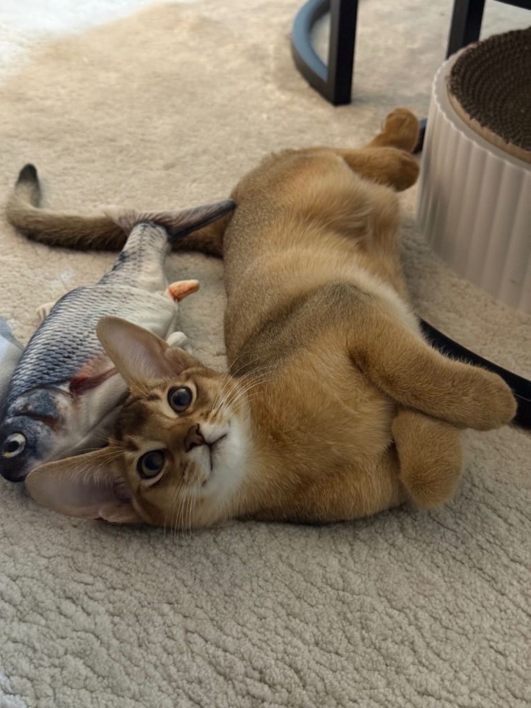 🐾 Two Gorgeous Abyssinian Kittens 🐈‍⬛