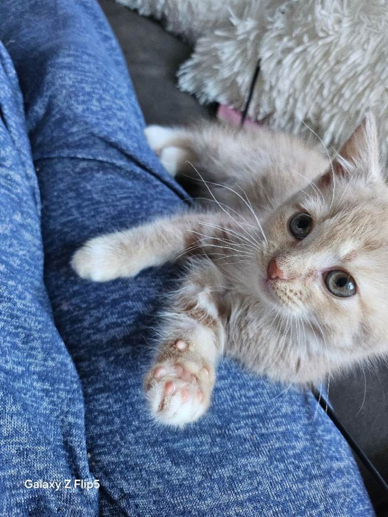 Kittens for sale