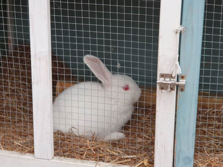 Gorgeous young rabbits - Ready now - 10 weeks old