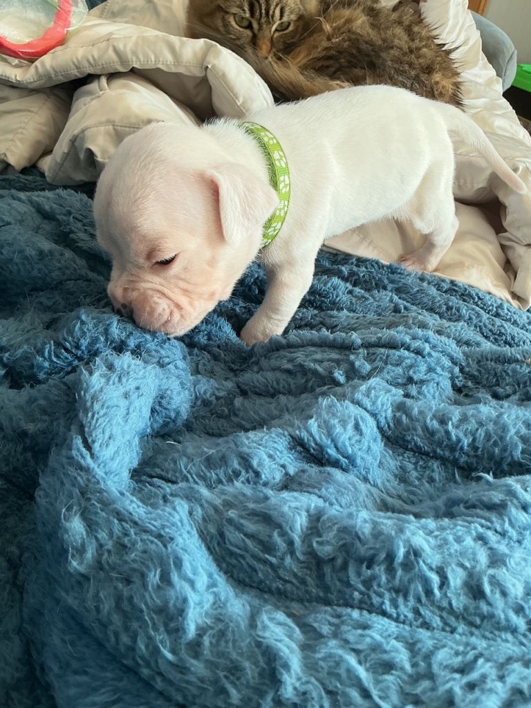 Staffy cross staffy old English bulldog 