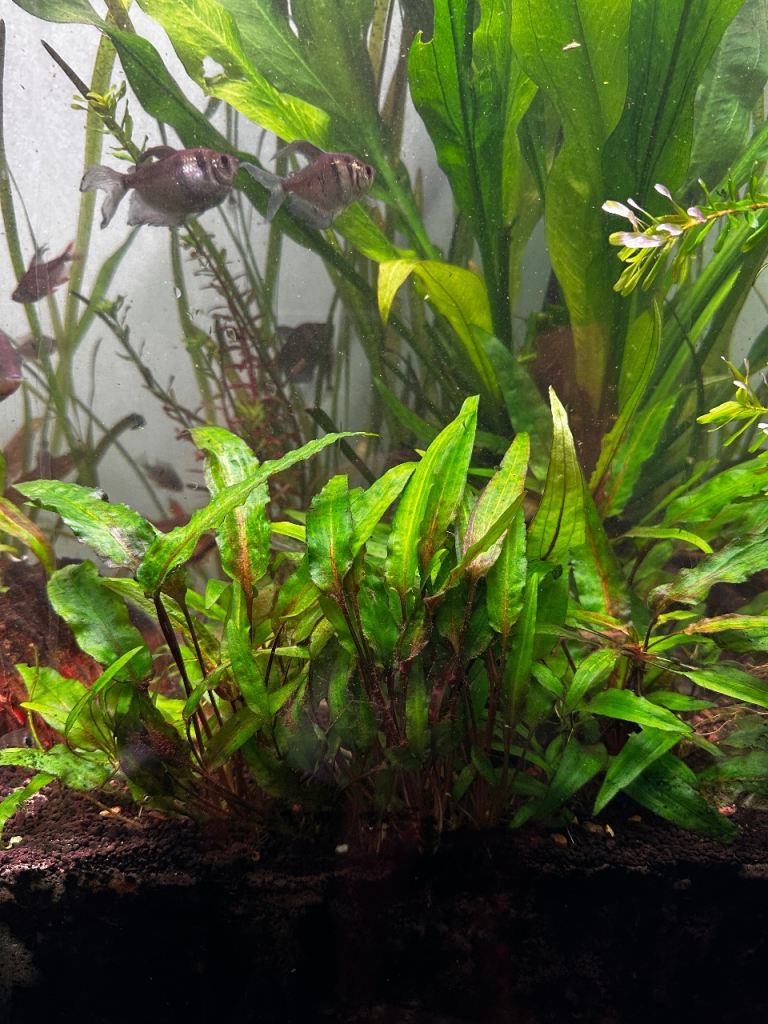 Cryptocoryne Wendtii