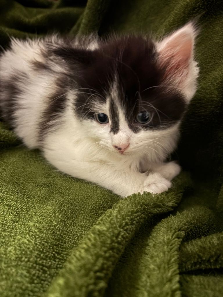 Lovely toxydo kitten 8weeks old