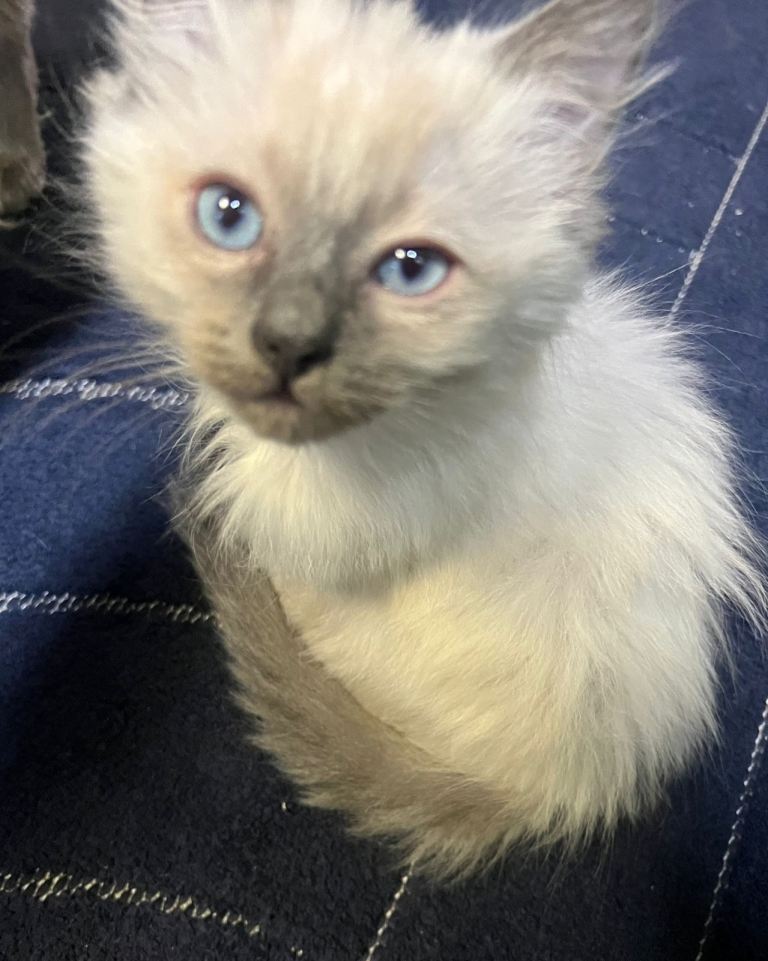 Blue Point Ragdoll Kittens 