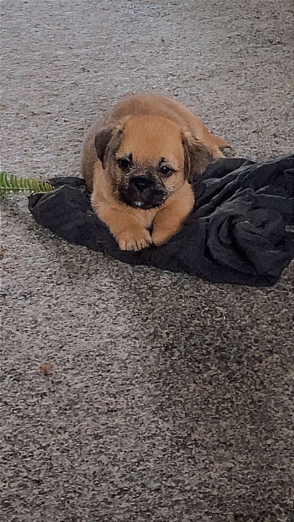 Border Terrier X ShitZu puppies