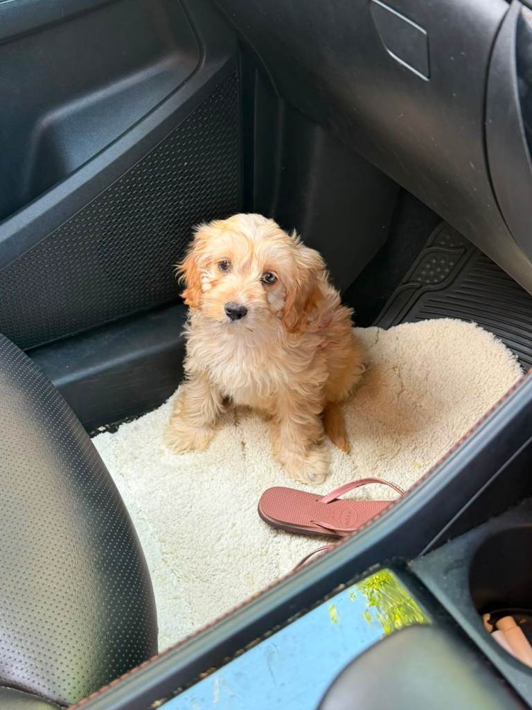 Cavapoo Little Girl