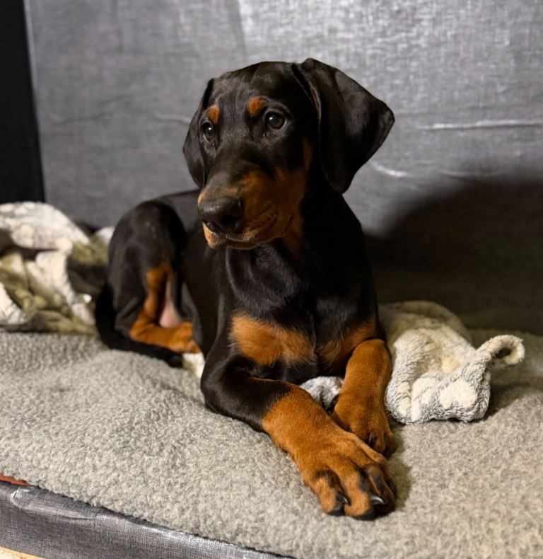 KC Registered Dobermann Puppy