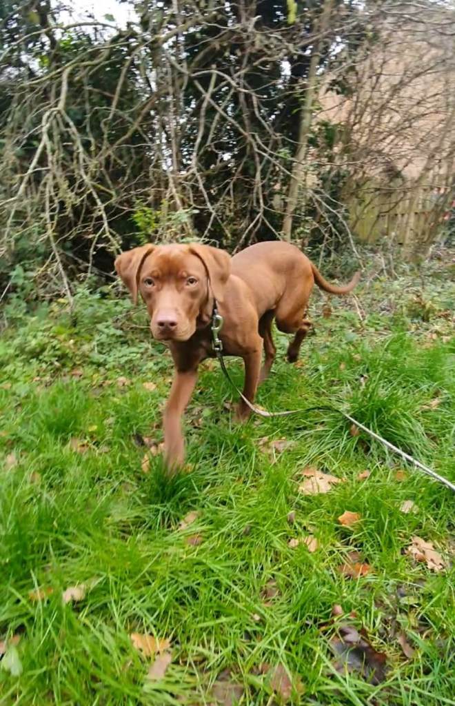 Gorgeous Vivian is looking for forever home